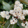 Viburnum tinus (Laurustinus)