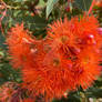 Orange flowering gum (Corymbia ficifolia)