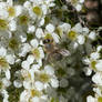 Leafcutter bee (Megachile)