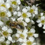 Leafcutter bee (Megachile)