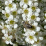 Leafcutter bee (Megachile)