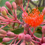 Orange flowering gum (Corymbia ficifolia)