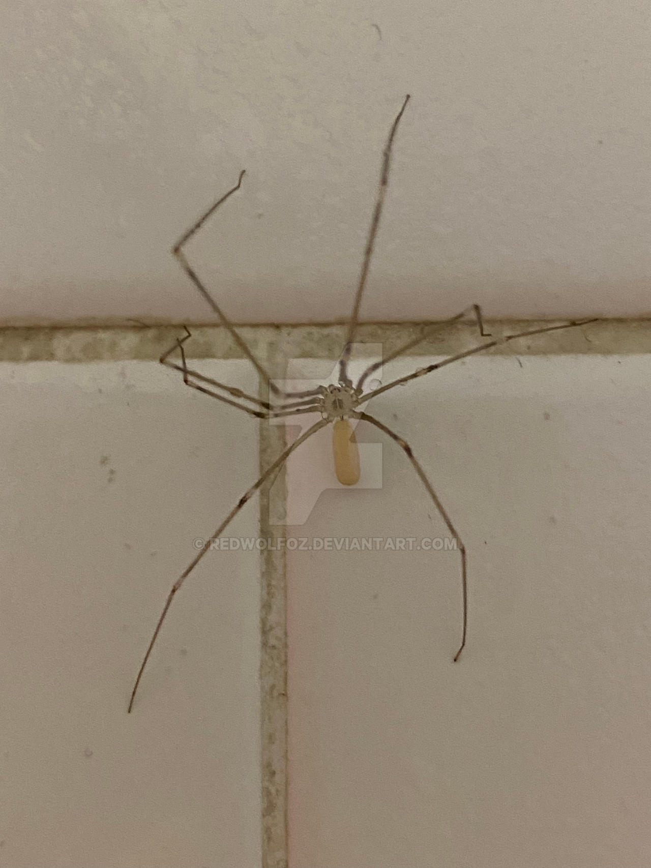 Daddy-long-legs spider (Pholcus phalangioides) - Professional Pest