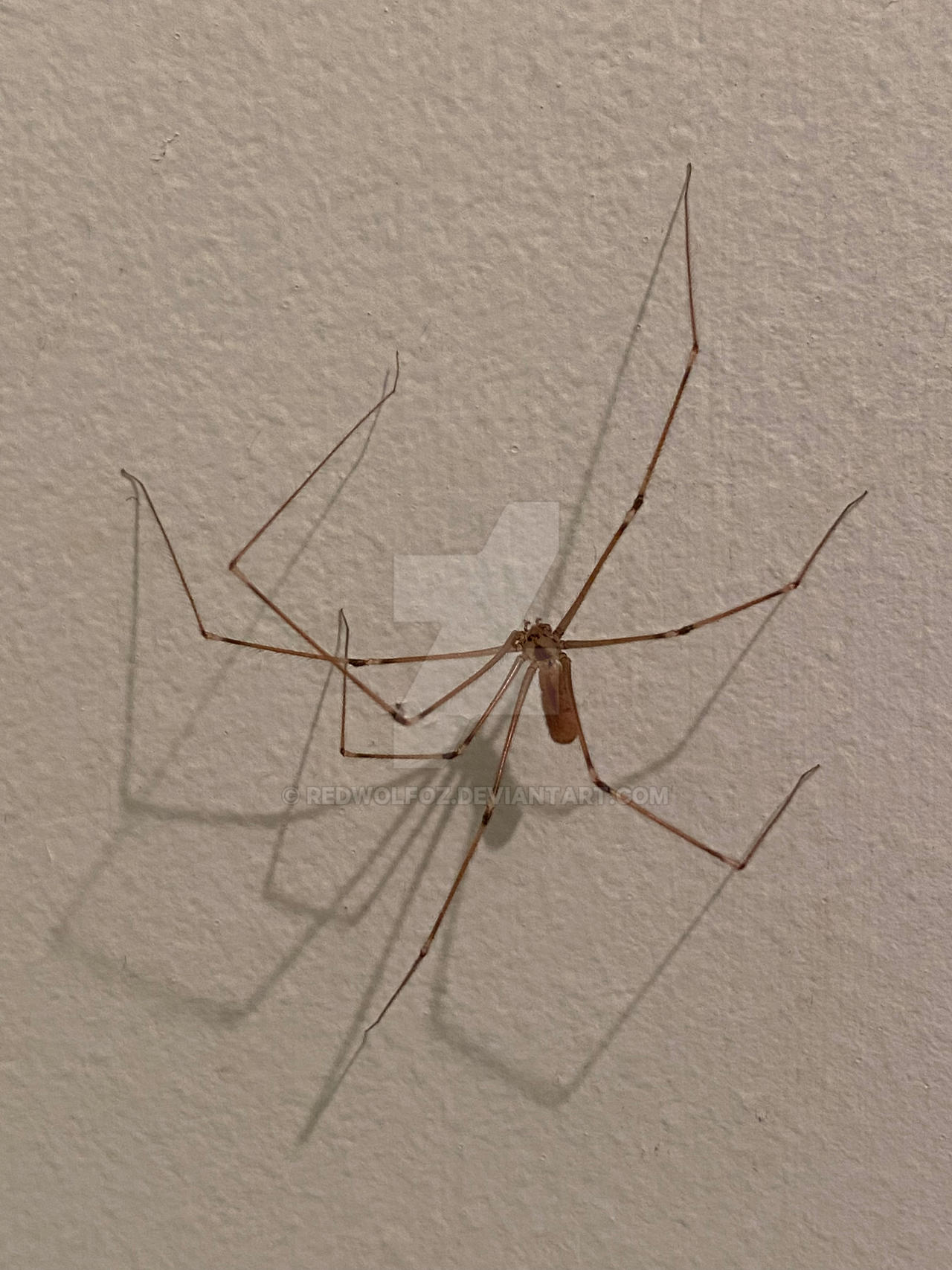 Daddy long legs spider (Pholcus phalangioides) by redwolfoz on DeviantArt