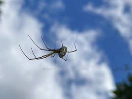 Leaf-curling spider (Phonognatha graeffei)