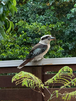 Kookaburra