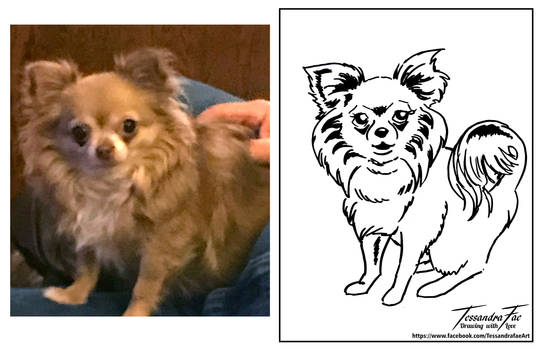 Pet Caricatures - Long Haired Chihuahua