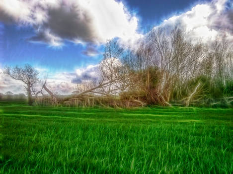 The Forgotten Copse