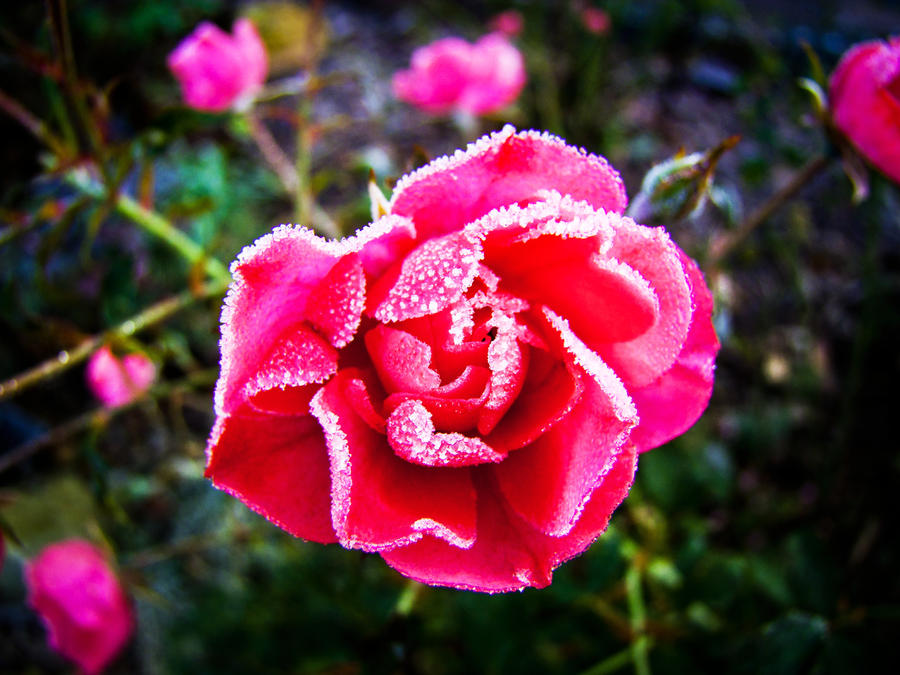 Cold Roses Mark 1. by YagersArt on DeviantArt