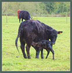 Newborn Calf 1