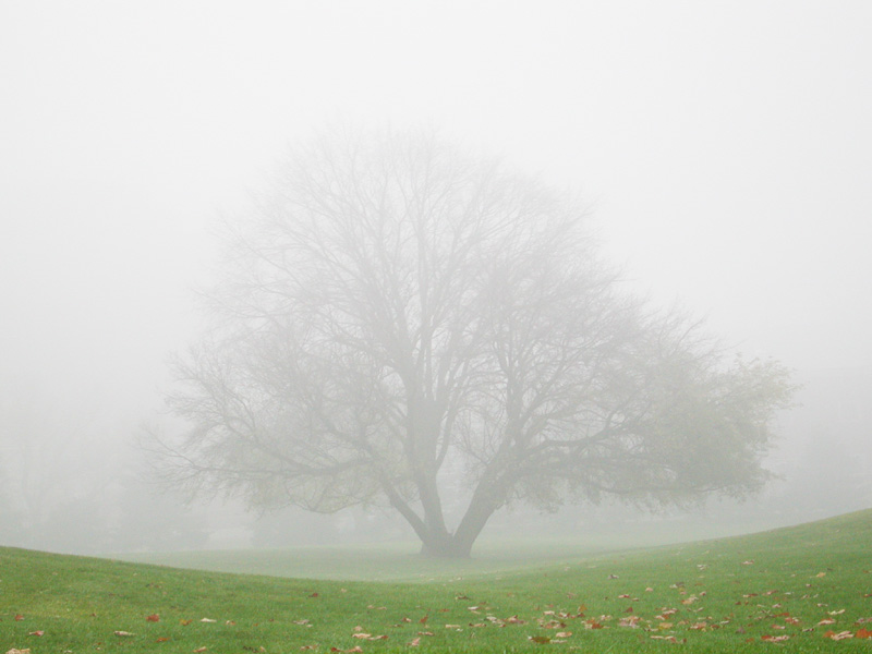 fog with tree