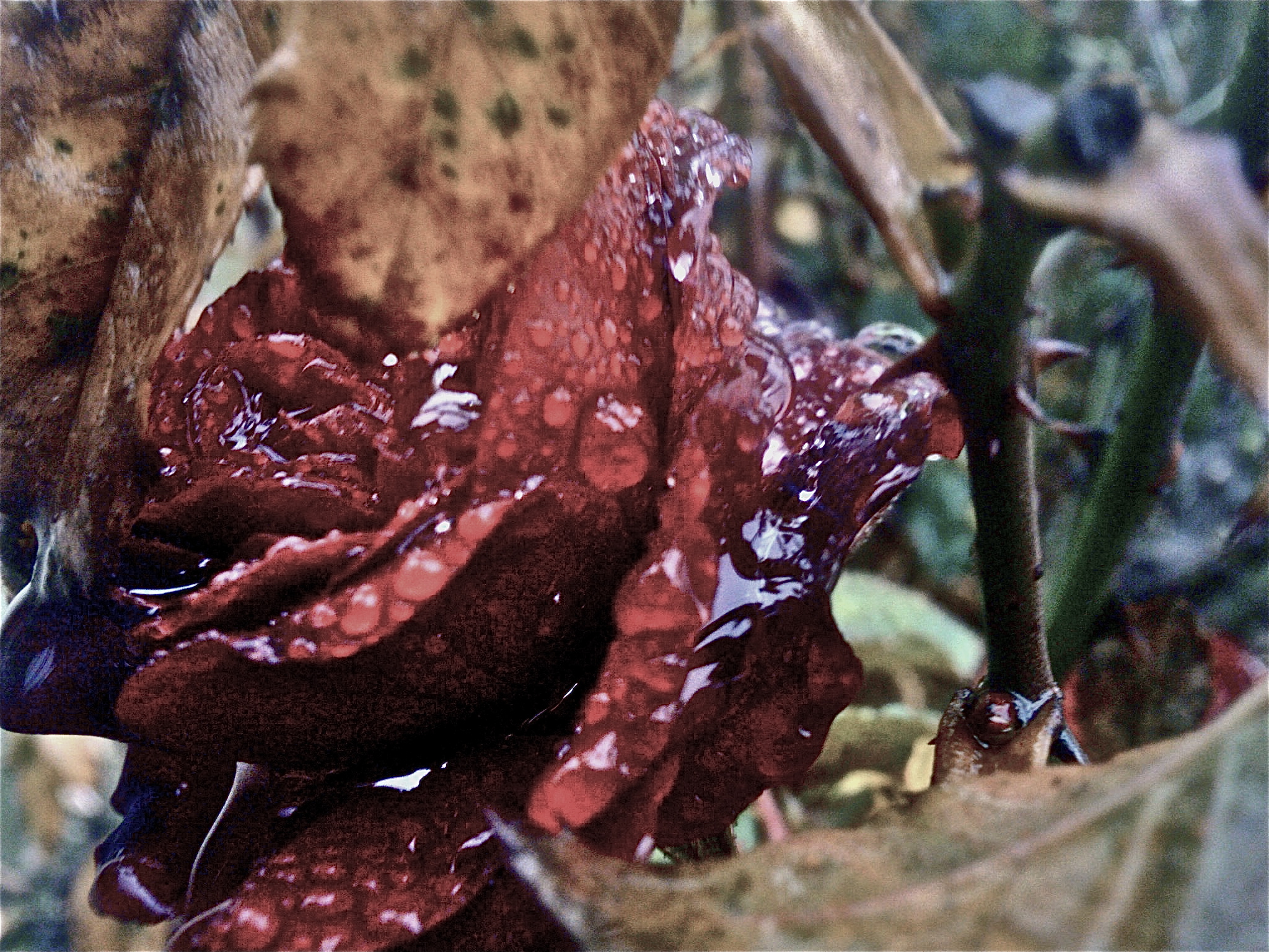 Wet Rose