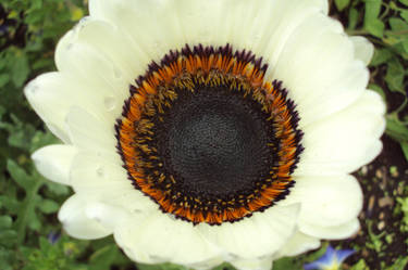 White sunflower