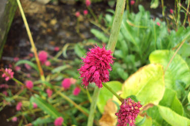 Cute, pink flower