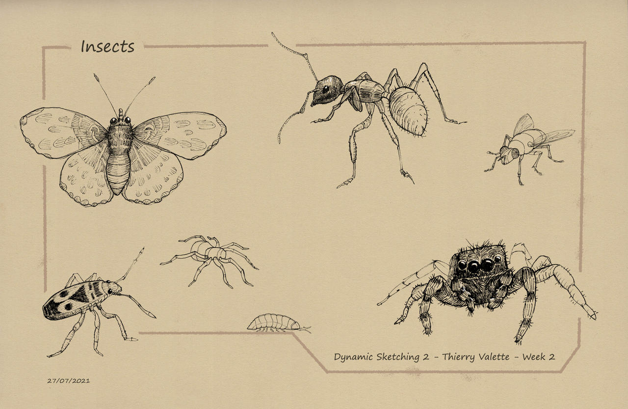 Insect Dynamic Scenes CGMA - Dynamic Sketching 2 - Insects by ThierryValette on DeviantArt