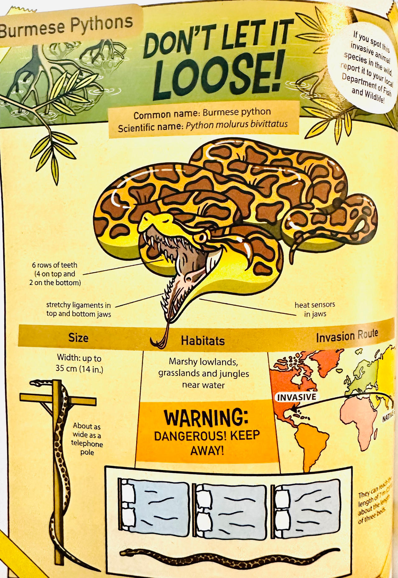 BURMESE PYTHON by masonmdaythetrex on DeviantArt