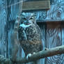 Great Horned Owl