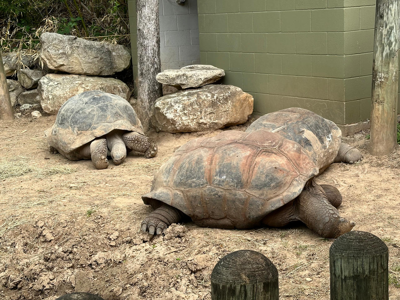 Tortoise Rex Sleeping Galapagos Tortoises by masonmdaythetrex on DeviantArt