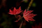 red maple by Callaleelu