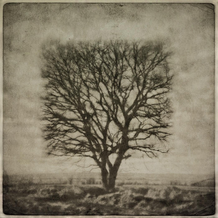 Square tree by Kleemass on DeviantArt