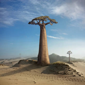 Land of the Baobabs