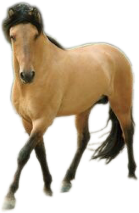 Real spirit ( horse by Carlogutierrezjr on DeviantArt