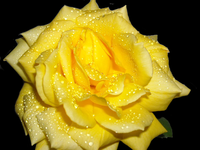 yellow rose