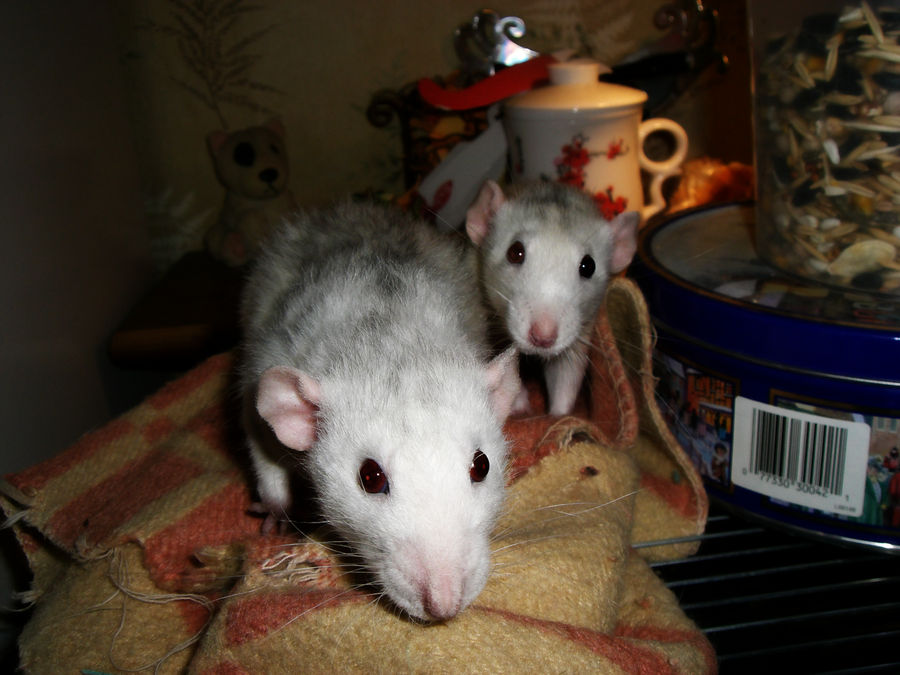 My rats