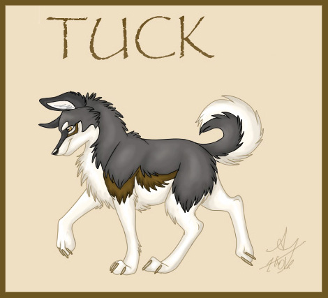 Tuck - Siberian Husky