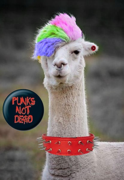 Punk llama