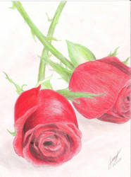 Red Roses With Pencil Colors