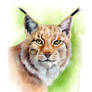 Lynx in watercolour and pencil