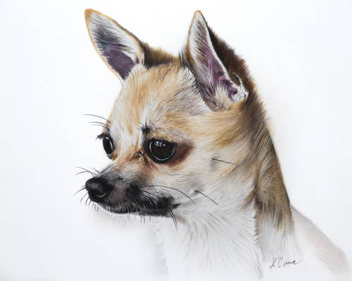 Bruno - Coloured Pencil Drawing