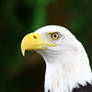 The regal eagle