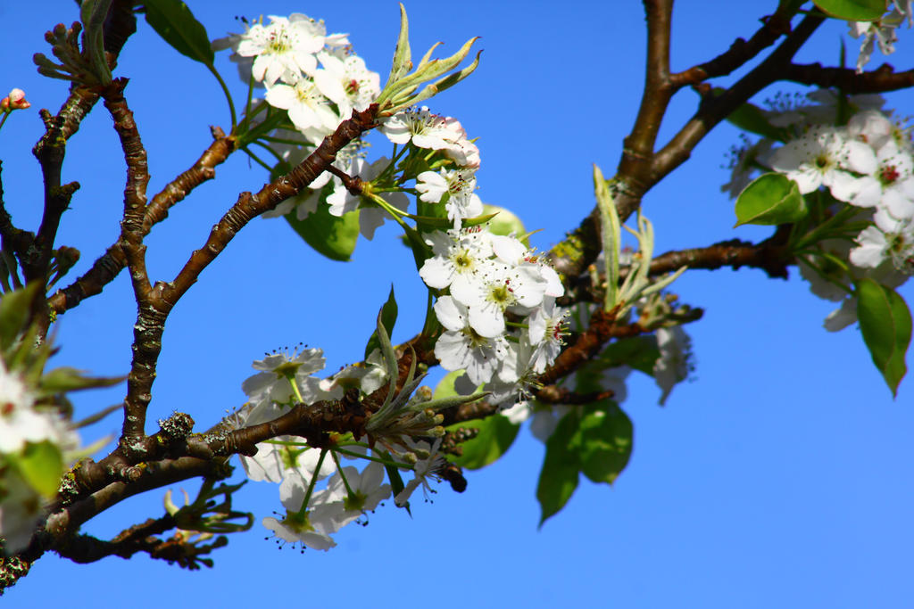 Beautiful Blossoms