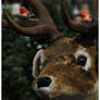 Rudolf