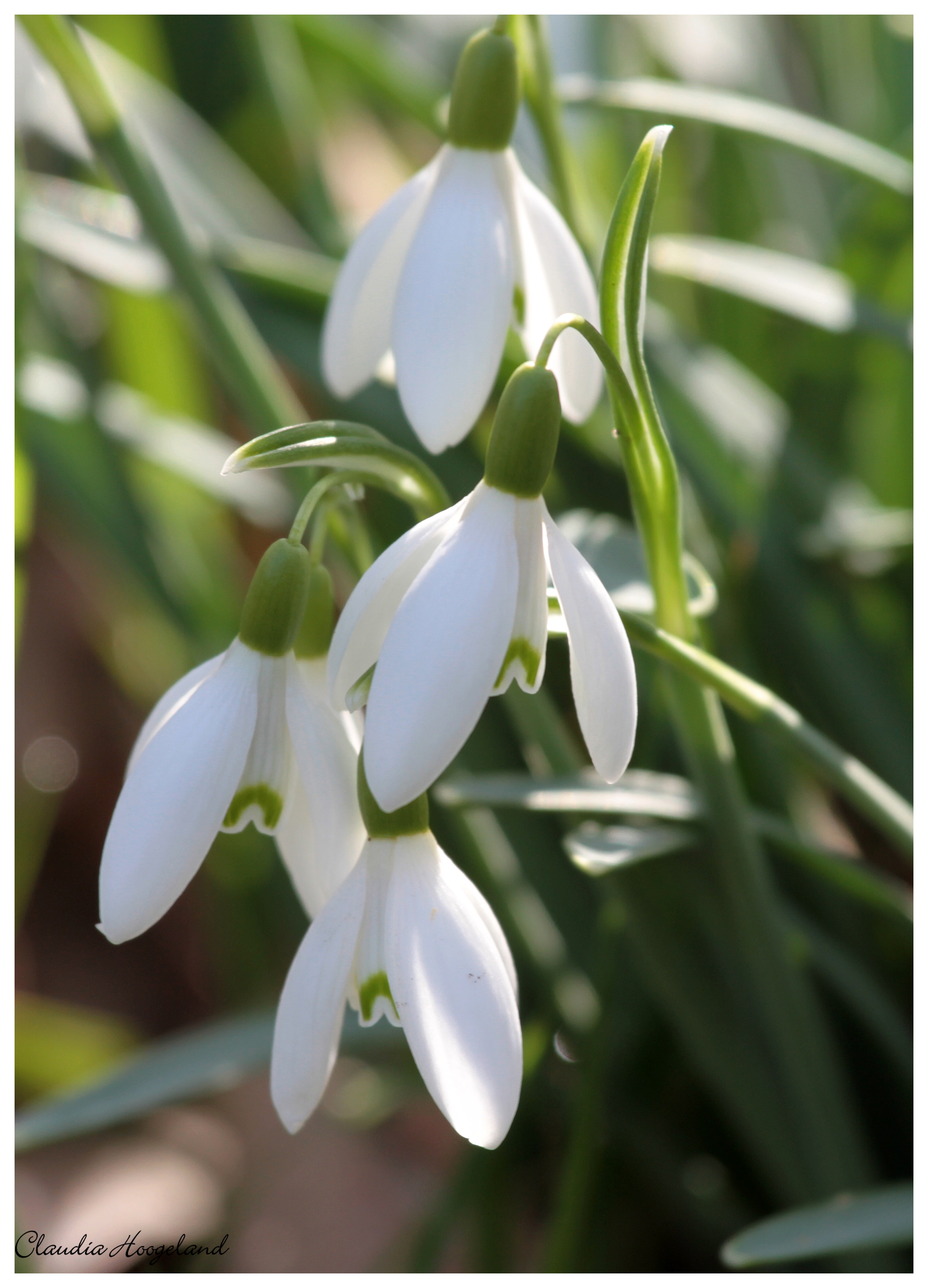 snowdrops