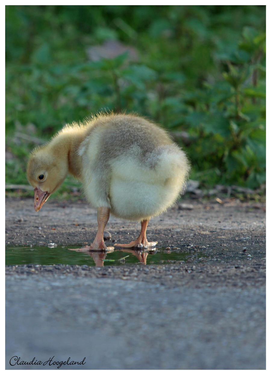 sweet little goose