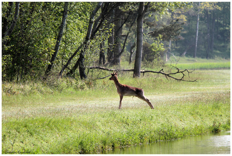 deer in nature