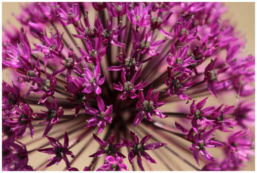 purple onion flower