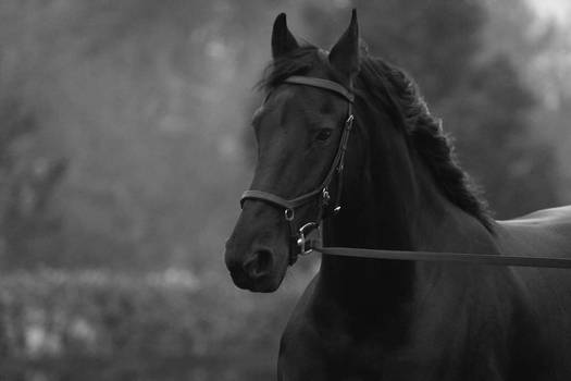 Wietske my Black Beauty