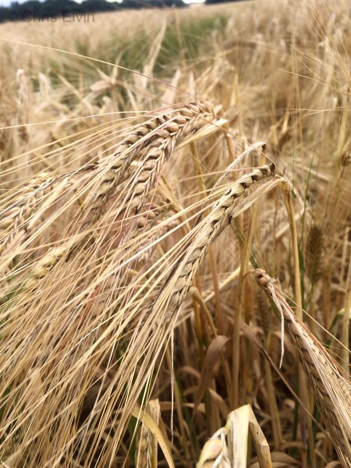 Barley Close Up 1