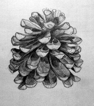 Pine cone