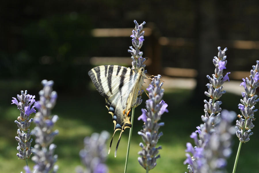 The queen of butterflys