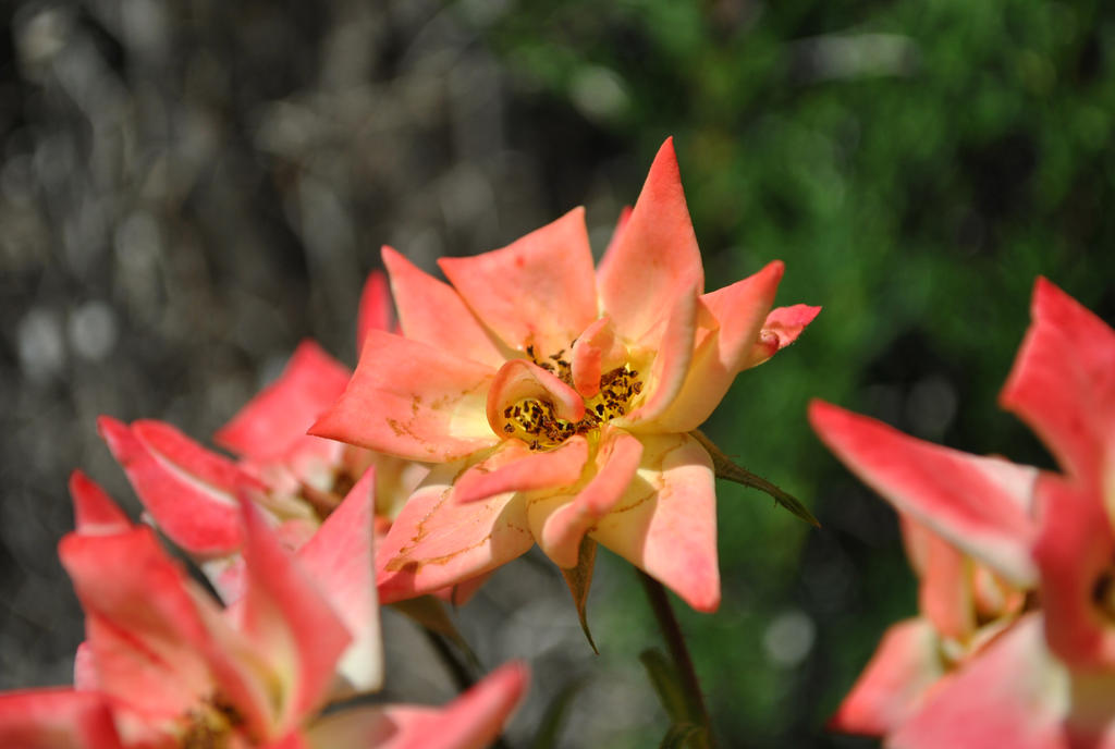 Starry rose