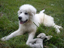 Loki the Great Pyrenees Pup