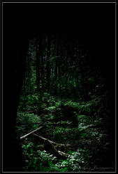 Dark Woods