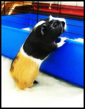 Socke The Guinea Pig