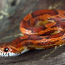 corn snake