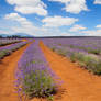 Lavander Farm